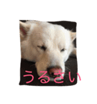 ノア（個別スタンプ：16）