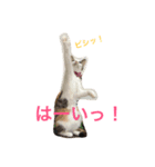 シャロっぺ（個別スタンプ：1）
