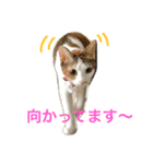 シャロっぺ（個別スタンプ：2）