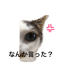 シャロっぺ（個別スタンプ：5）