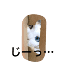 シャロっぺ（個別スタンプ：6）