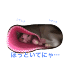 シャロっぺ（個別スタンプ：7）
