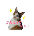 シャロっぺ（個別スタンプ：8）