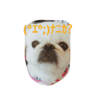 funny face dog（個別スタンプ：1）