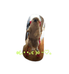 funny face dog（個別スタンプ：2）