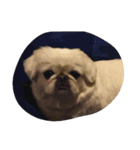 funny face dog（個別スタンプ：4）