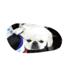 funny face dog（個別スタンプ：5）
