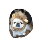 funny face dog（個別スタンプ：6）