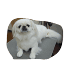 funny face dog（個別スタンプ：7）