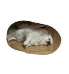 funny face dog（個別スタンプ：8）