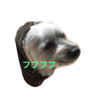 愛犬パンちゃん（個別スタンプ：2）