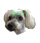 愛犬パンちゃん（個別スタンプ：3）