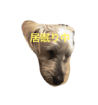 愛犬パンちゃん（個別スタンプ：4）