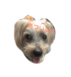 愛犬パンちゃん（個別スタンプ：7）