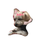 愛犬パンちゃん（個別スタンプ：8）