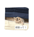 我が家のくるる（個別スタンプ：4）