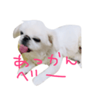 ペキニーズのめるちゃん②（個別スタンプ：2）