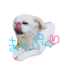 ペキニーズのめるちゃん②（個別スタンプ：3）