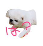 ペキニーズのめるちゃん②（個別スタンプ：4）