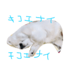 ペキニーズのめるちゃん②（個別スタンプ：6）