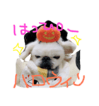 ペキニーズのめるちゃん②（個別スタンプ：7）