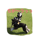 黒柴サンちゃんのモーニングコール（個別スタンプ：4）