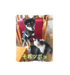 黒柴サンちゃんのモーニングコール（個別スタンプ：7）