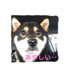 黒柴サンちゃんのモーニングコール（個別スタンプ：8）