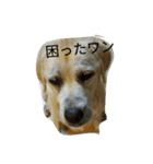 はなちゃんのつぶやき（個別スタンプ：1）