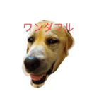 はなちゃんのつぶやき（個別スタンプ：3）