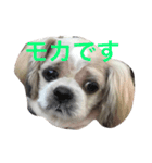 Mocha's stamp（個別スタンプ：8）