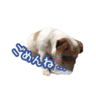おでぶまいたん（個別スタンプ：7）
