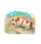 おでぶまいたん（個別スタンプ：11）