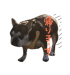 フレブル犬ロッタ（個別スタンプ：4）