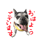フレブル犬ロッタ（個別スタンプ：8）