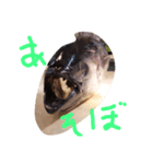 magurodayo（個別スタンプ：4）