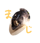 magurodayo（個別スタンプ：7）