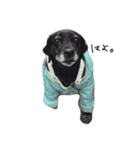 愛犬ちゃんたち（個別スタンプ：3）