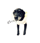 愛犬ちゃんたち（個別スタンプ：4）
