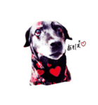 愛犬ちゃんたち（個別スタンプ：5）