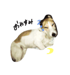愛犬ちゃんたち（個別スタンプ：6）