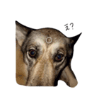 愛犬ちゃんたち（個別スタンプ：8）