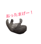 銀ちゃんのスタンプ（個別スタンプ：4）