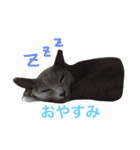 銀ちゃんのスタンプ（個別スタンプ：5）