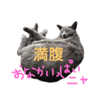 銀ちゃんのスタンプ（個別スタンプ：8）