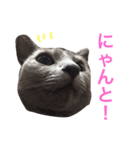 銀ちゃんのスタンプ（個別スタンプ：12）