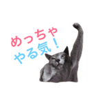 銀ちゃんのスタンプ（個別スタンプ：13）
