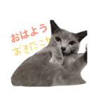 銀ちゃんのスタンプ（個別スタンプ：15）