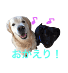 銀ちゃんのスタンプ（個別スタンプ：16）