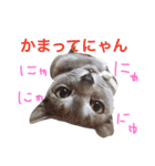 銀ちゃんのスタンプ（個別スタンプ：24）
